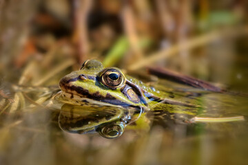 grüner Wasserfrosch in einem Teich: Kopf mit Spiegelbild, Nahaufnahme, lat. rana, peloyphylax