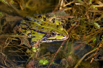 grüner Wasserfrosch in einem Teich, lat. rana, peloyphylax