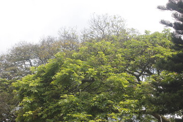 Fototapeta premium naturaleza colombiana