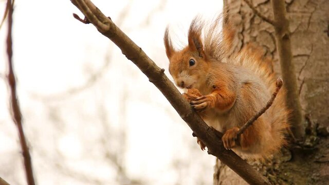 Sciurus. Rodent. A squirrel sits on a tree and eats a nut. Beautiful squirrel in the park.