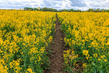 Dirt road through a landscape. Rapeseed plants in yellow bloom in sunshine. Useful plant Brassica napus in summer with Reps or Lewat. Clouds on the horizon. Plants with green plant stems and leaves.