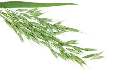 Green oat ears isolated on a white background