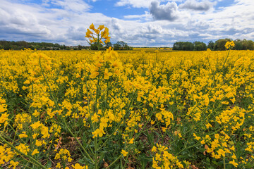 Obraz premium Landscape with a field of yellow rapeseed flowers. Crop in summer with Reps or Lewat. Plant from the cruciferous family. Clouds and trees in the background. Plants with green plant stems and leaves