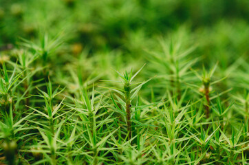 Macro of moss. Out of focus background.
