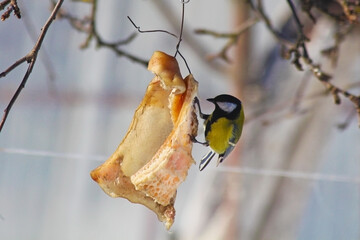 A titmice pecks at fat, which was hung on a tree by a man. Man feeds the birds in winter to keep them warm.