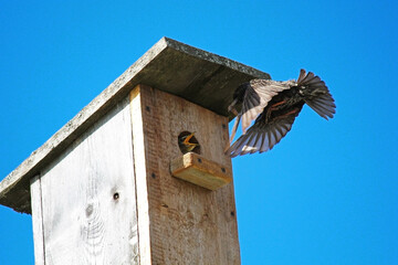 A starling chick sits in a birdhouse and waits for its parents to feed it. The arrived female starling with an insect in its beak is going to feed the chick.