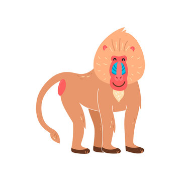 Baboon with a happy face, vector illustration on a white background