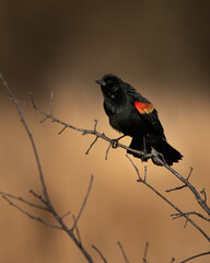 Red winged black bird at Hatchie national wildlife refuge in Tennessee