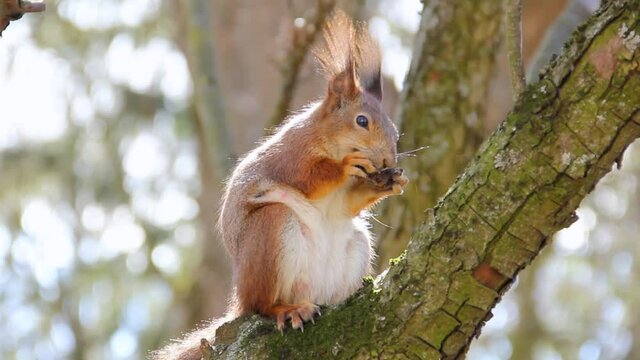 Sciurus. Rodent. A squirrel sits on a tree and eats a nut. Beautiful squirrel in the park.