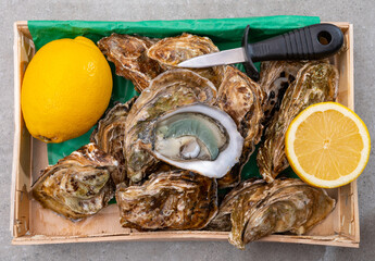 Eating of fresh big raw fine de claires vertes green french oysters from Marennes-Oleron