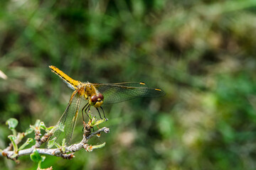 yellow dragonfly with brown eyes on a branch