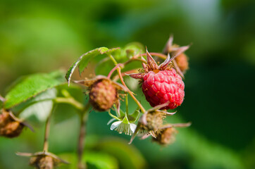 ripe raspberry on a branch with leaves