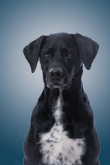Portrait of black dog in studio. Labrador retreiver and german short hair pointer