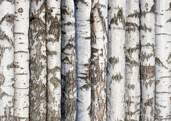 white birch trunks in rows. natural forest background for design