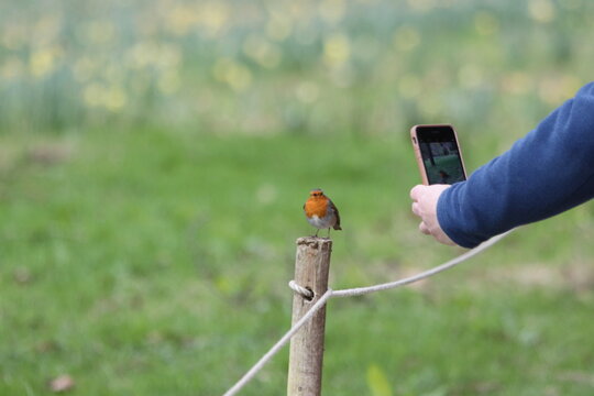 Person photographing a robin with a phone