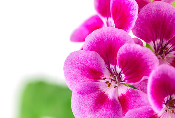 Close-up of pink geranium flowers isolated on white. Full cut, blank for the designer. Macro photography.