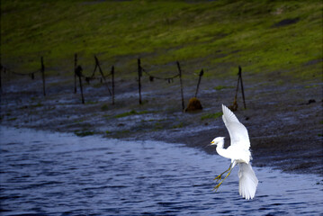 Egret Landing in Central California