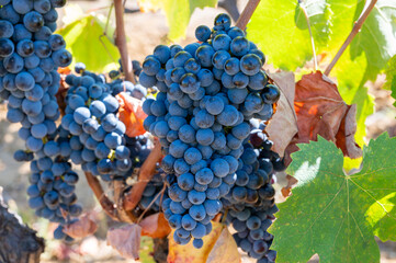 Ripe black or blue syrah wine grapes using for making rose or red wine ready to harvest on...
