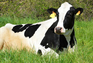 A young dairy cow or heifer lying in a field. It is a Holstein Friesian breed cow used for the dairy industry.	