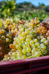 Starting of wine making process, harvesting of white Vermentino or Rolle grapes on vineyards in Cotes  de Provence, region Provence, south of France