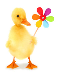 Cute duckling duck is holding pinwheel wind power toy funny conceptual photo