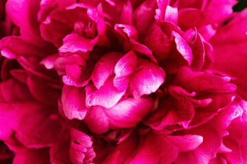 Beautiful flowery background from red purple petals of peony. Spring flower close up. Natural environment design