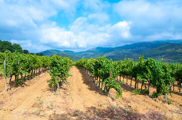 Obraz premium Rows of ripe wine grapes plants on vineyards in Cotes de Provence near Collobrieres , region Provence, south of France