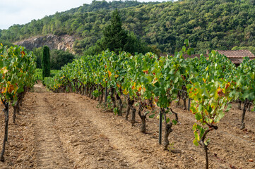 Fototapeta na wymiar Rows of ripe wine grapes plants on vineyards in Cotes de Provence near Collobrieres , region Provence, south of France
