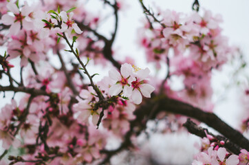 Cerezo en flor durante la primavera sobre cielo blanco