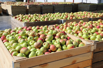 Fresh apples harvest on autumn sunny day