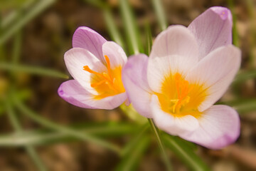 Spring flowers with purple petals. Early Spring Flowers. Crocus vernus. Spring crocus. Soft focus. Macro. Close-up.