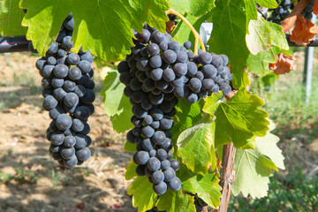 Ripe black or blue carignan wine grapes using for making rose or red wine ready to harvest on vineyards in Cotes  de Provence, region Provence, south of France
