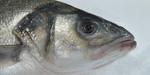 poisson frais 1