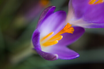 Crocus vernus. Spring crocus. Spring flowers with purple petals. Close-up. Macro.