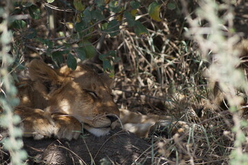 Baby Lion