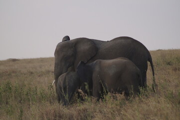 Akrikanische Elefanten