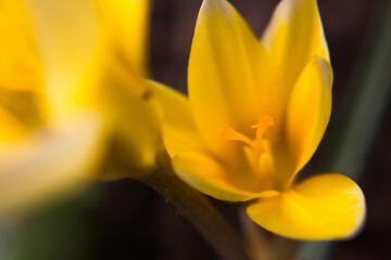 Crocus vernus . Spring Crocus. Spring flowers with yellow petals. Close-up. Macro.