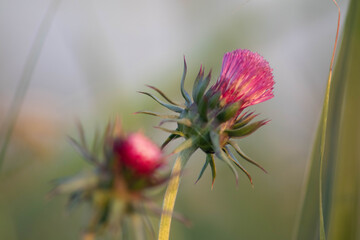 Purple milk thistle flower in blurred background, Italy