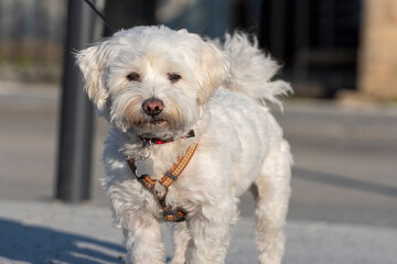 Cute small Maltese or Bichon puppy dog on the street.