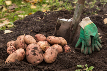 Organic pink red potato harvest close up. Freshly harvested potato with shovel and gloves on ground...
