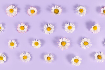 Many small daisy flowers with white petals on violet background