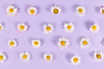 Obraz premium Many small daisy flowers with white petals on violet background