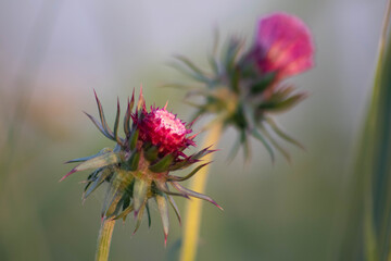 Purple milk thistle flower in blurred background, Italy