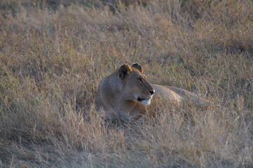 Lion in the wild