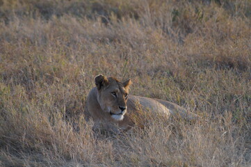 Lion in the wild