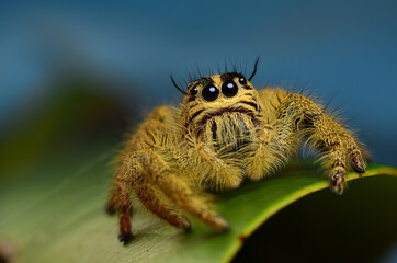 Giant Jumpng Spider