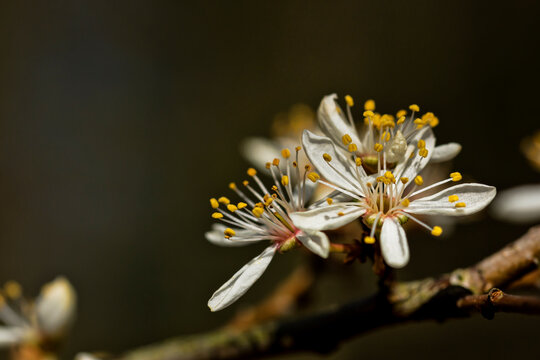 Schlehenbl&uuml;te