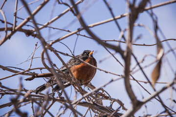 bird on a branch