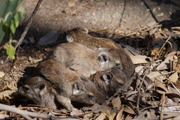 Who knew there name?