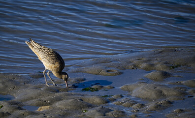 Long Billed Curlew with Beak in the Ground near Monterey California